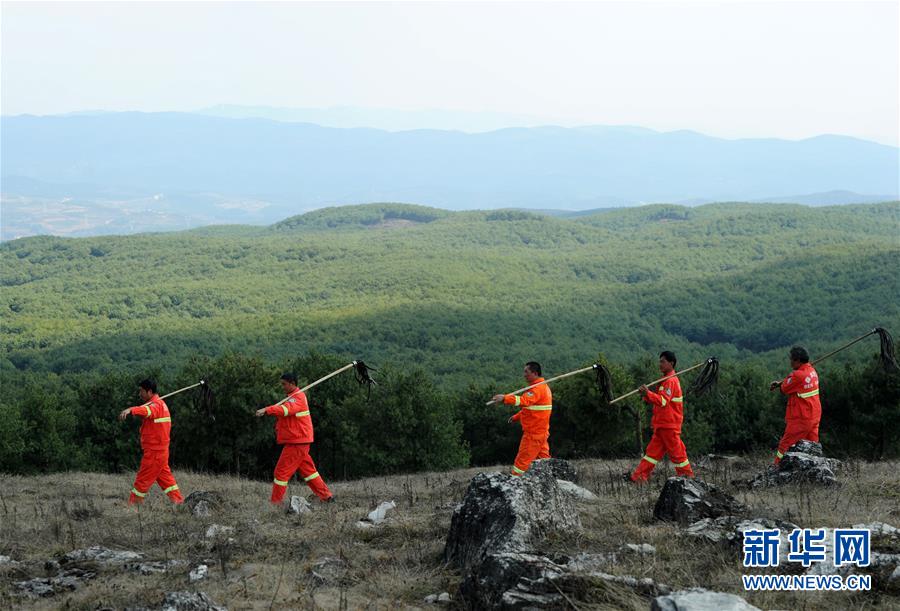 軍中綠花簡(jiǎn)譜