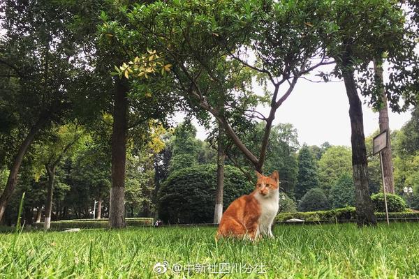 龍淑芬什么梗